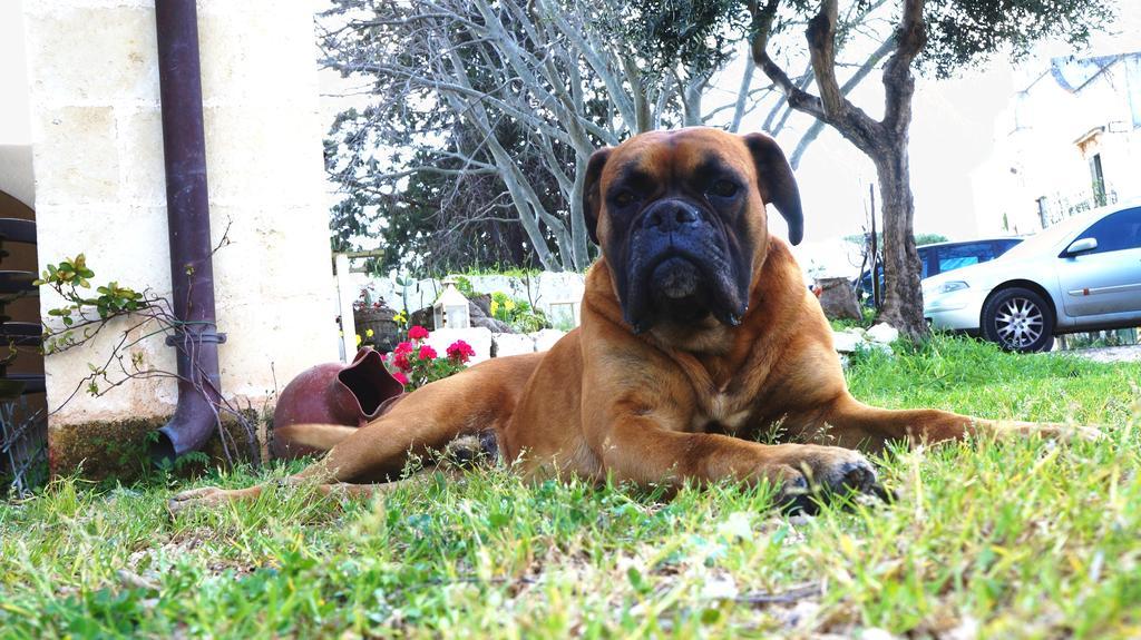 Antica Masseria Carparelli Pensionat Ostuni Exteriör bild